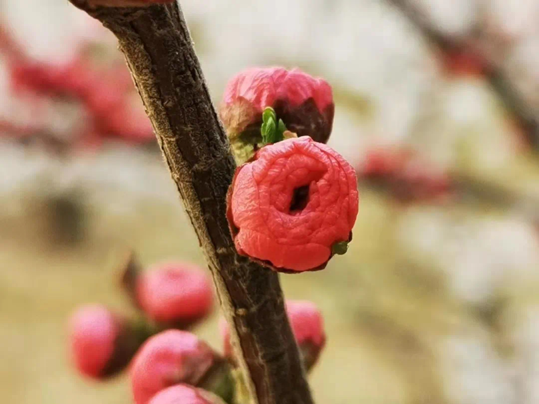 7372a267a27742d9bb50e22cc8fc52eb.jpeg 7372a267a27742d9bb50e22cc8fc52eb.jpeg