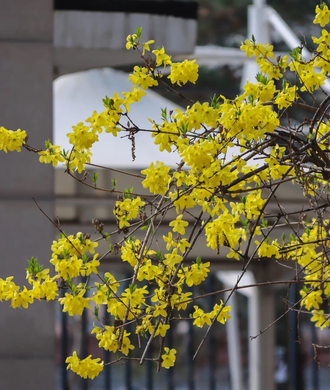 abd4b5afbb25442f8e87732c7c25bb78.jpeg abd4b5afbb25442f8e87732c7c25bb78.jpeg