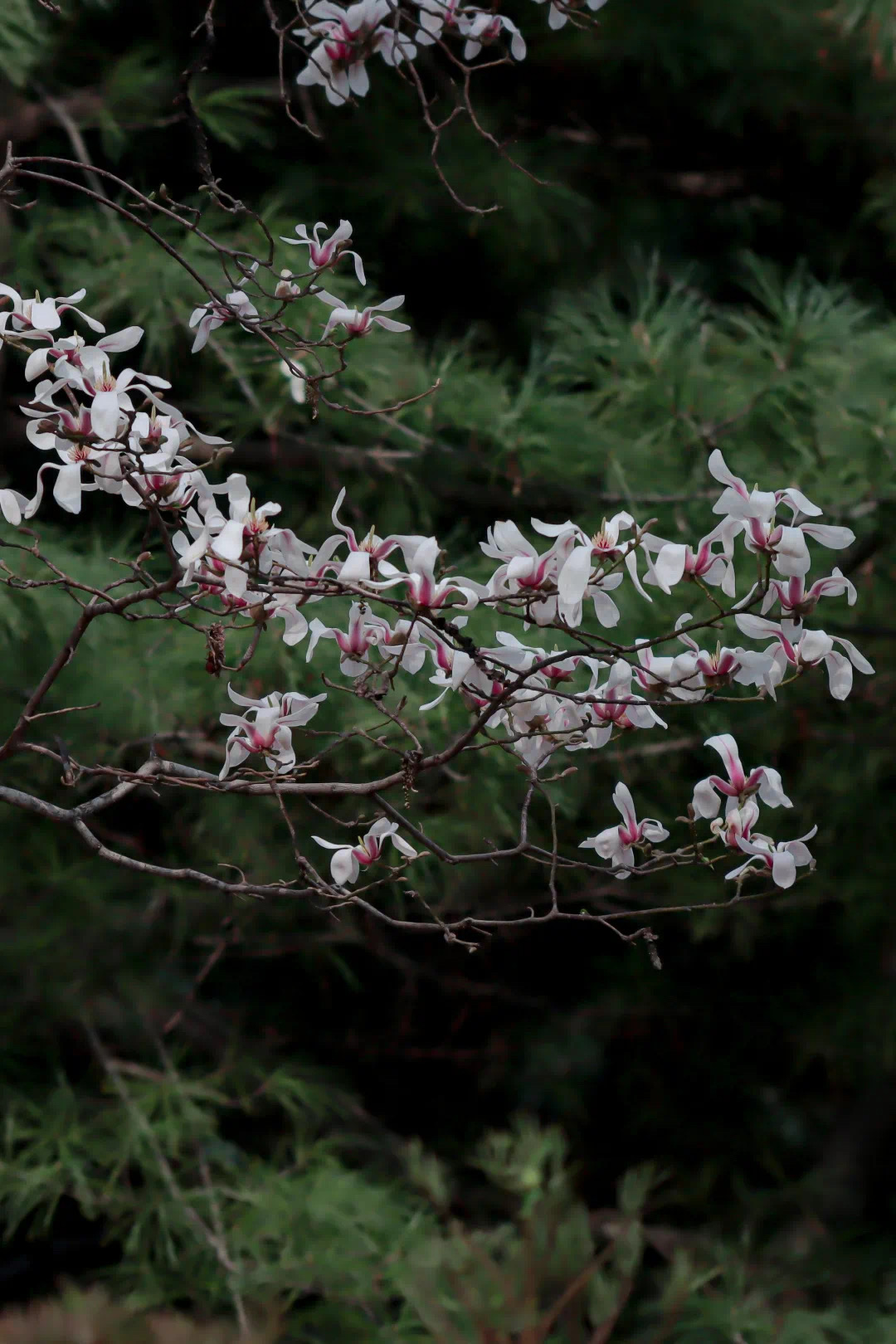 edbc0db47dd840c1b9a1fce096719ff6.jpeg edbc0db47dd840c1b9a1fce096719ff6.jpeg